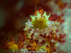 candy crab by Marc Van Den Broeck 